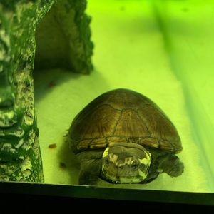 Meet your Posher, Ellie